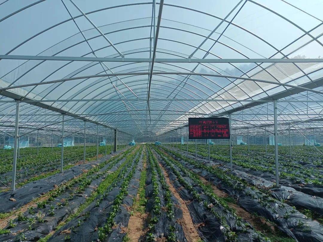 【乡村振兴看"头雁"】姜为民:退伍不褪色,发展智慧农业让家乡生活更