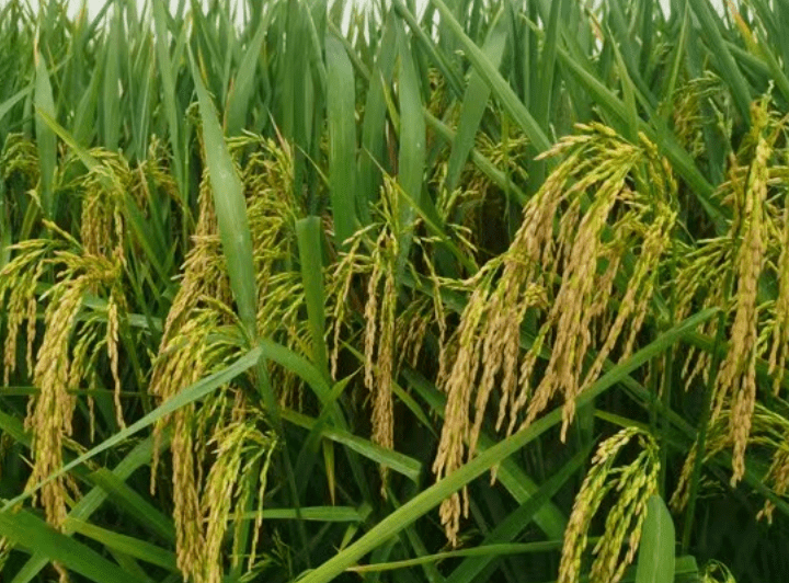 成果推介 | 水稻春9两优3号