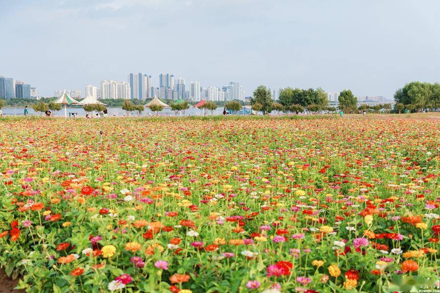 看临沂|(60)格桑花,百日菊竞相绽放_隧道_海洋_阳光