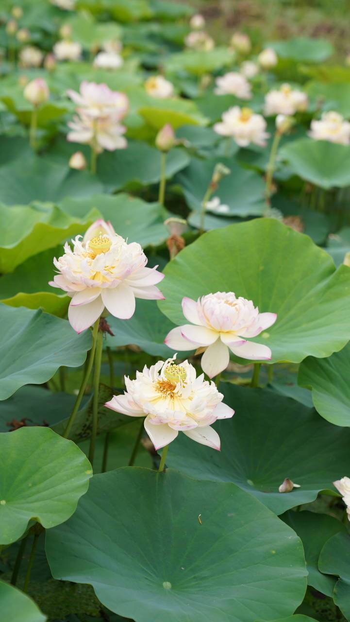 荷花背景图 微信图片