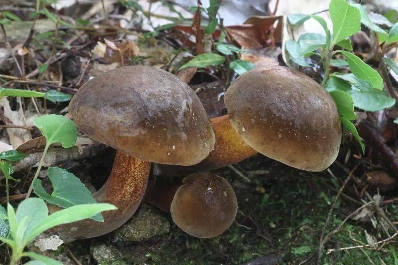 茶褐牛肝菌(黑见手,黑牛肝)血红牛肝菌(红见手)血红绒牛肝菌(紫葱)白