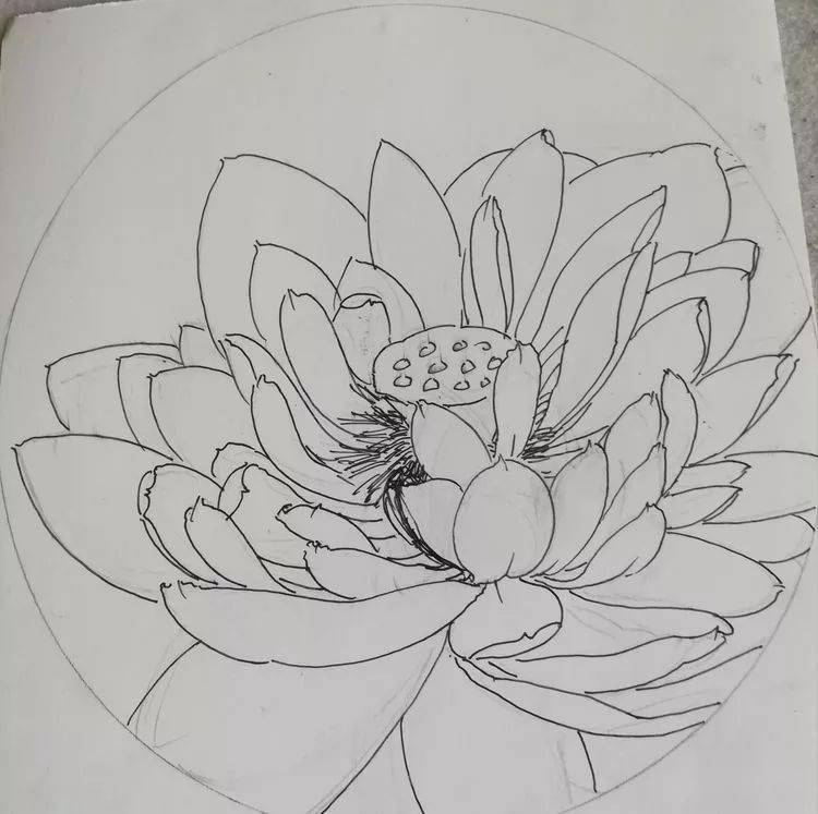 图文教程:工笔白荷花团扇画法步骤