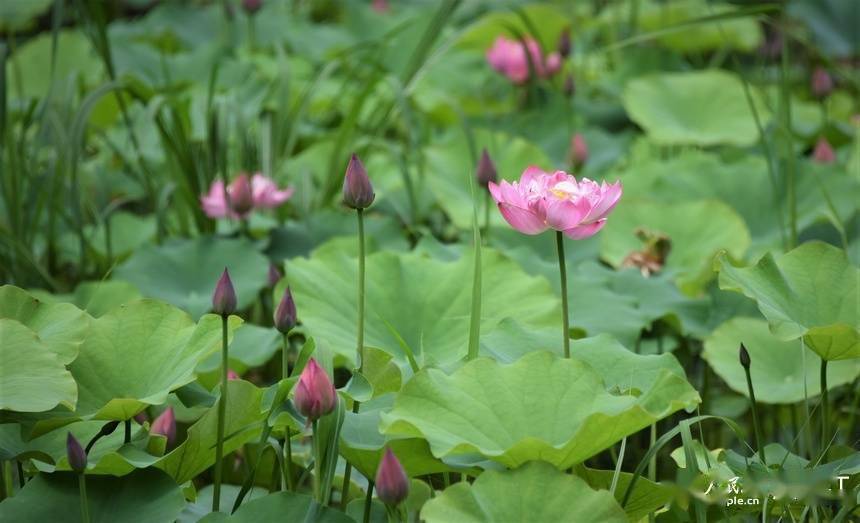 哈尔滨:夏日荷花始盛开_null_苏靖刚_迎风