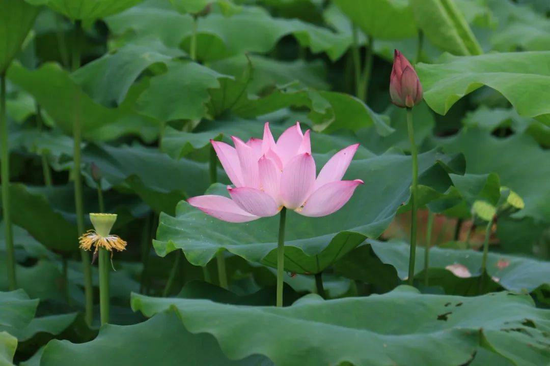 绿美陆河 邀您赏荷!共联的荷花开啦!快来打卡_夏天_荷叶_地址