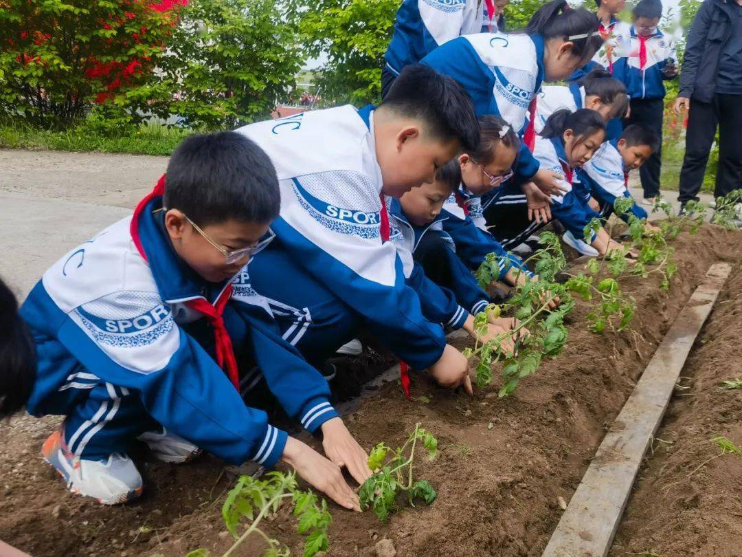 【活力校园】漠河市育才学校开展劳动实践基地种植体验活动_教育_农