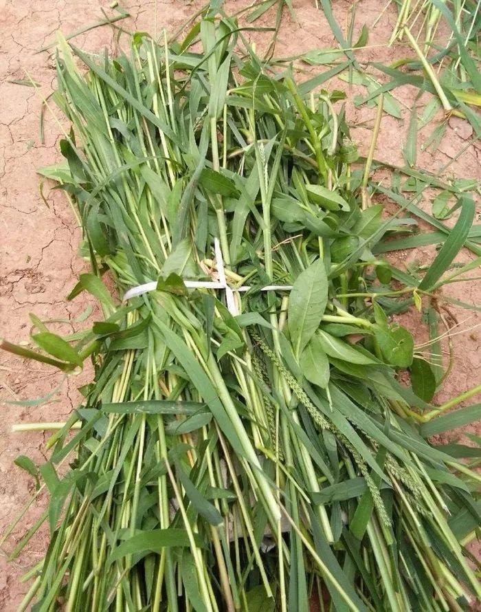 钓这种鱼不怕打重窝,窝料越多它们越"兴奋"!_食物_鲤鱼_资源