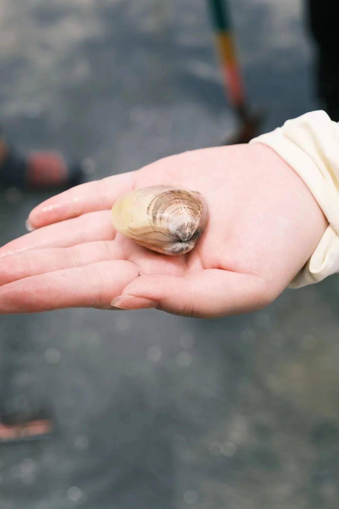 海滩_沙虫_蛏子