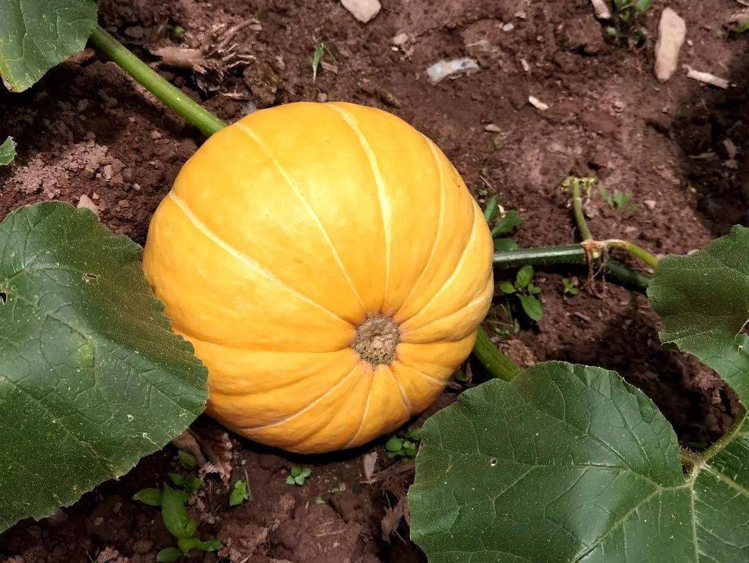 牛头店镇先锋村成熟南瓜近照据调研,巨型南瓜产量大,销路好,颜值高