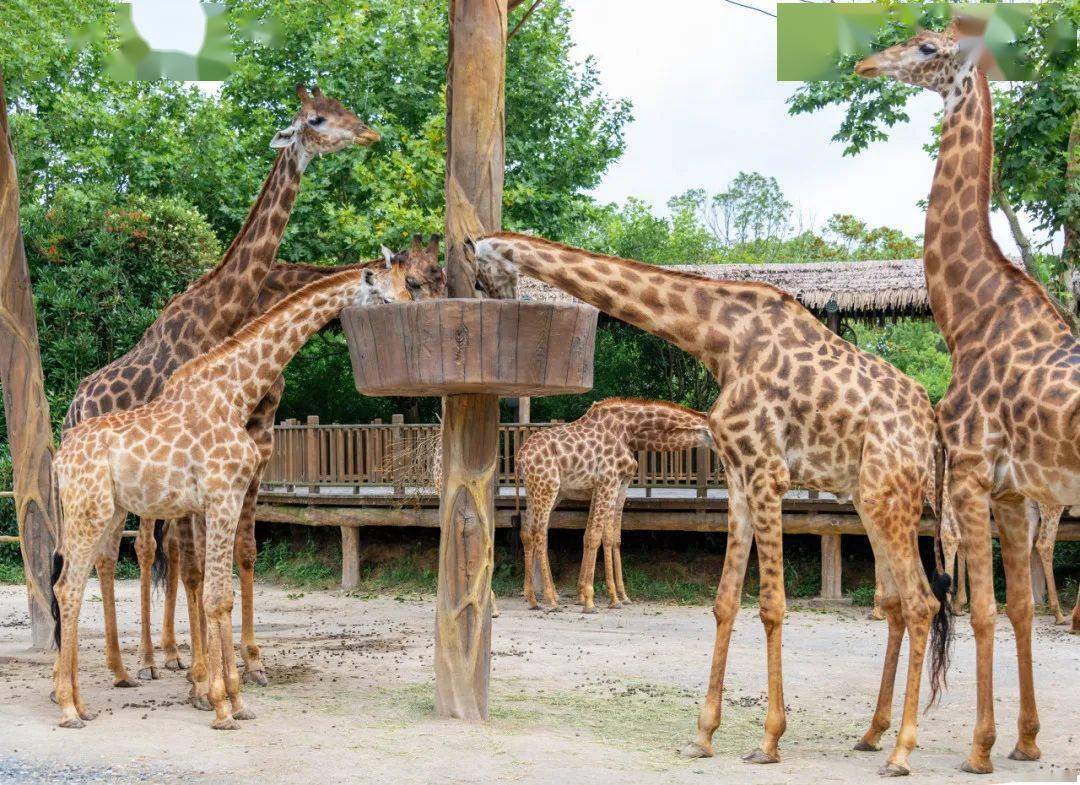 本地寶】微信聊天對話框回覆關鍵詞【上海野生動物園】獲取購票入口