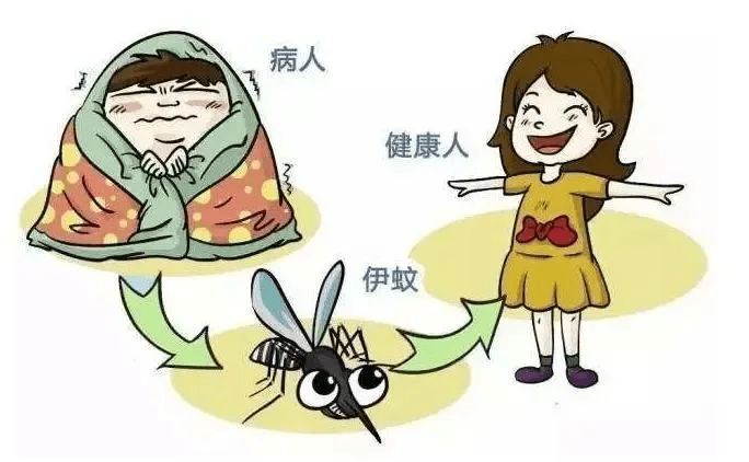 图源:长沙疾控微信公众号【登革热】急性发热期:一般持续2-7天,于病程