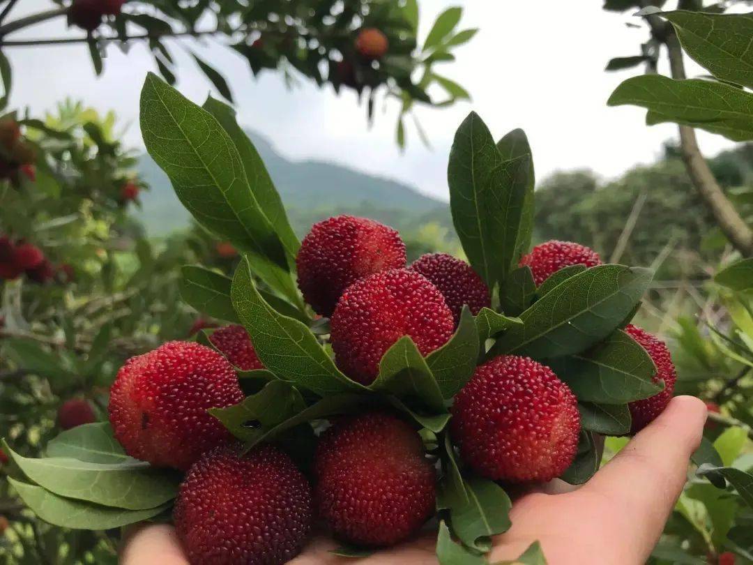 散文||茶山杨梅人_姜先生_上山_太阳