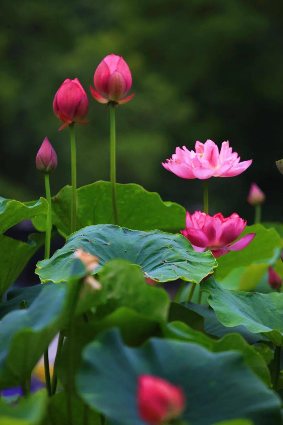 今日小暑 | 花间夏之梦,舟游荷花香_杭州_中国_曲院风荷