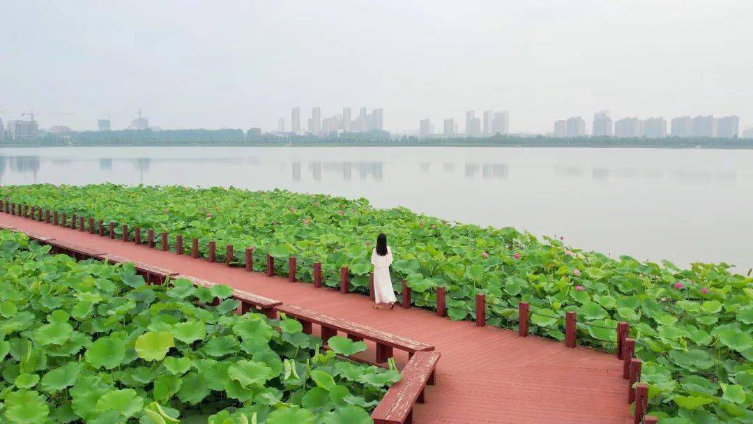 新蔡:荷花绽放 美在当"夏"_北湖公园_审核_鹏飞
