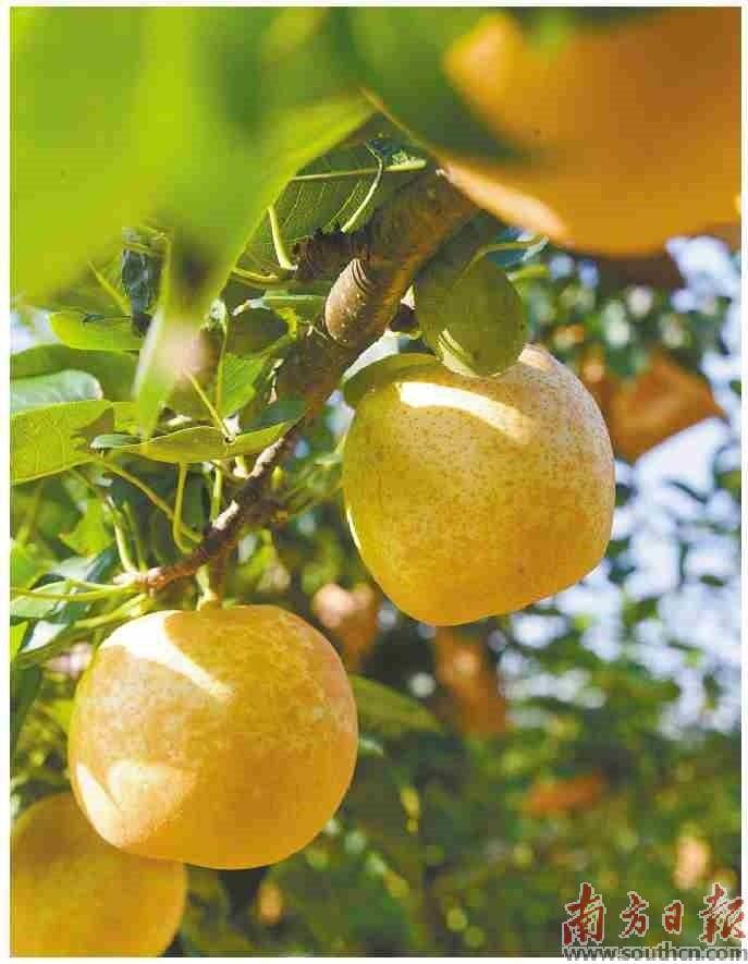连州水晶梨甜蜜上市_国家_农产品_认证