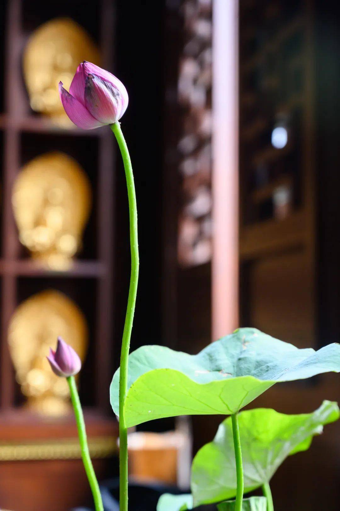 这个周末"善缘荷合"一起来_菩萨_莲花_大宝