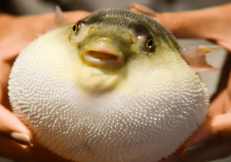 有毒!举报奖励2000元!_河豚_食用_症状