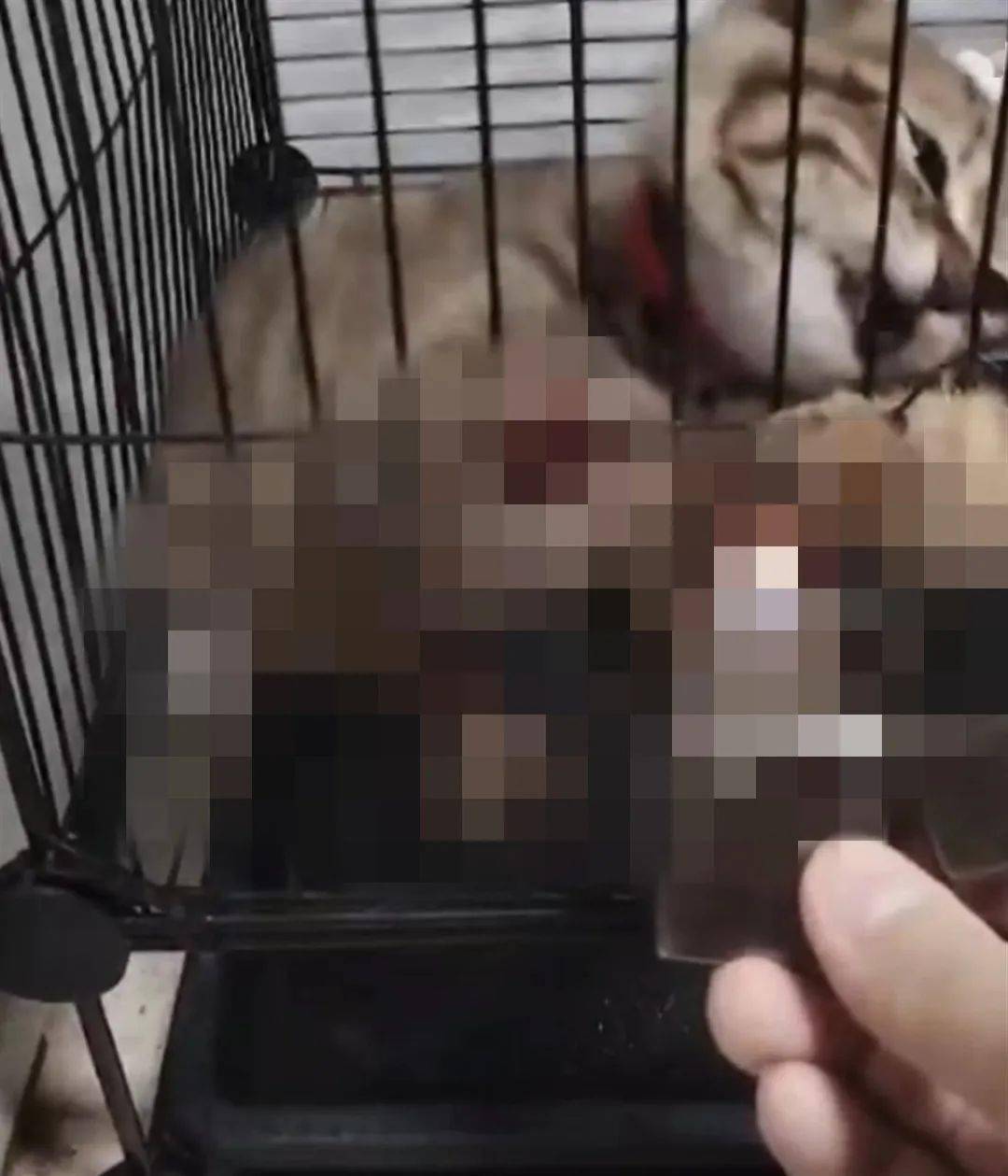 大学生虐猫惹众怒!学校通报:视频属实,将严肃处理_动物_虐待_相关