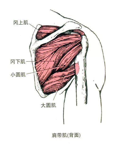 肌肉起止点