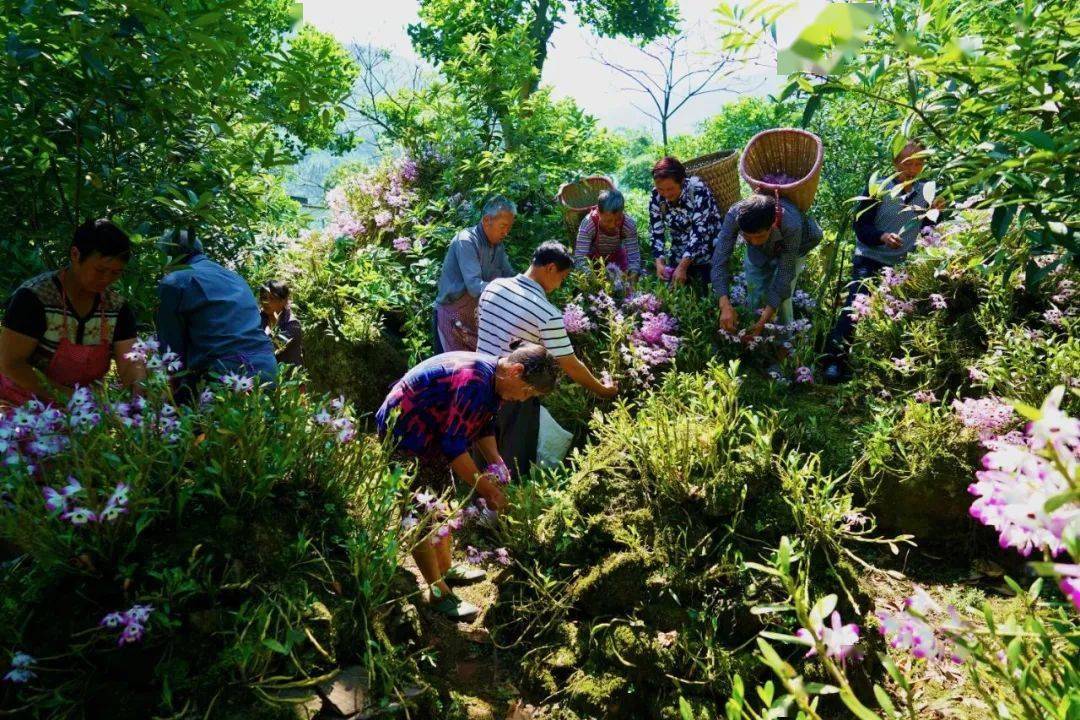 为了获得更好的经济效益,红花村石斛种植大户袁图会建立了电商平台,他