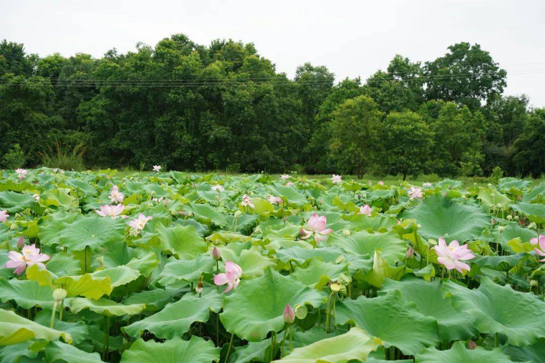 央视新闻聚焦桂林会仙湿地,百亩荷花点燃"元气一夏"_旅游_文化_体育