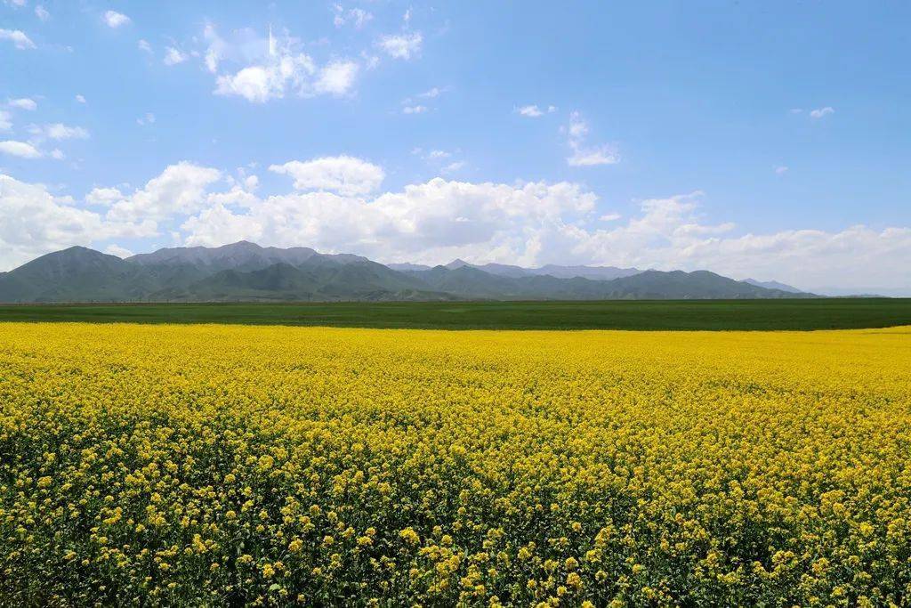 山丹军马场油菜花图片