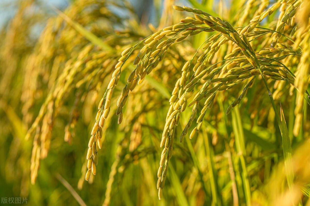 16个水稻品种进入超级稻"战队"_审定_农业_江苏省