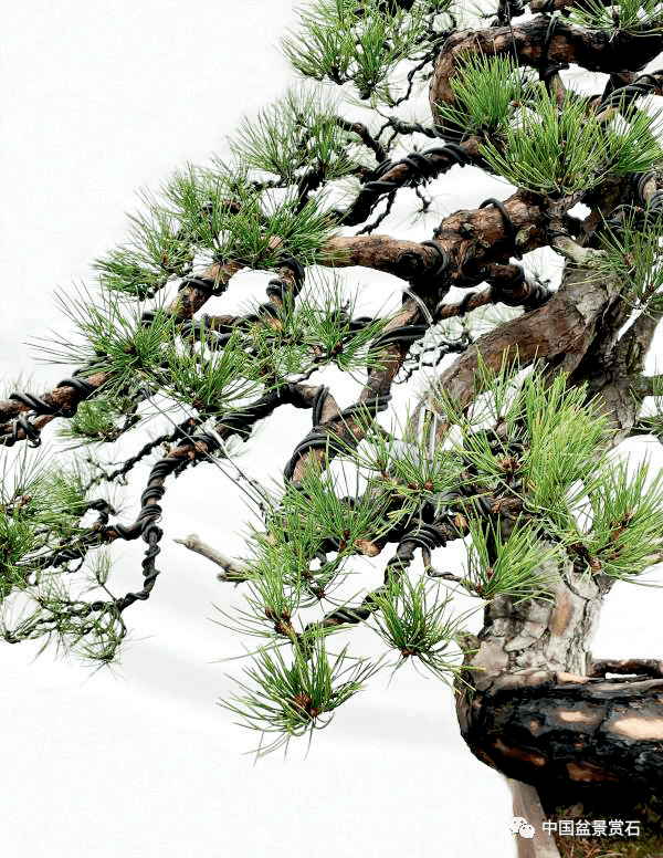 悬崖之上——赤松盆景的创作纪实_中国_气势_自然