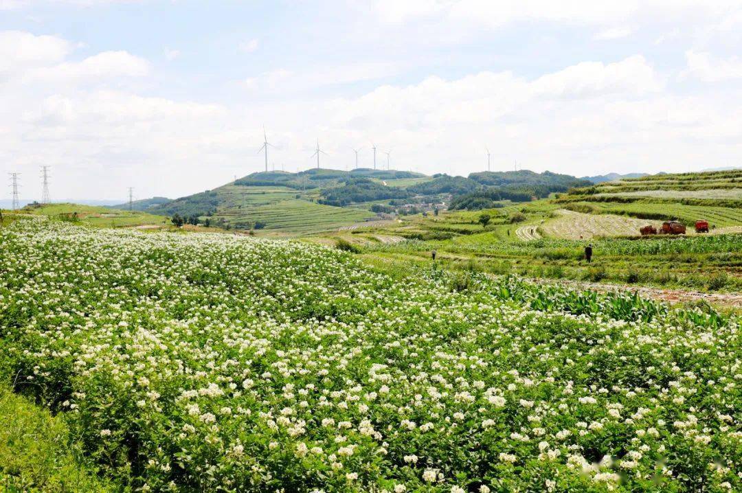 带你去秀水看洋芋花海…_威宁_李云侠_祖海
