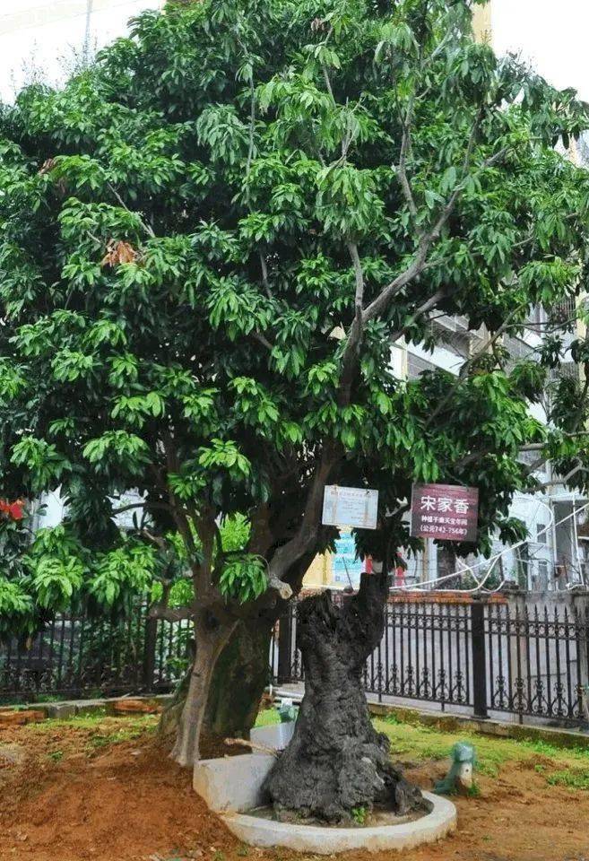 还流传海内外不仅国内闻名"宋家香"古荔肉厚多汁,甜香可口果皮鲜红色