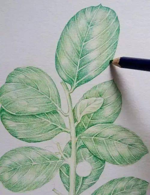 彩铅手绘的一组小植物画