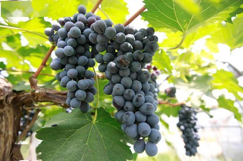 蓝钻饱满爽口的峰冠无核浓甜的夏黑其实包含了多个品种给大家科普一下