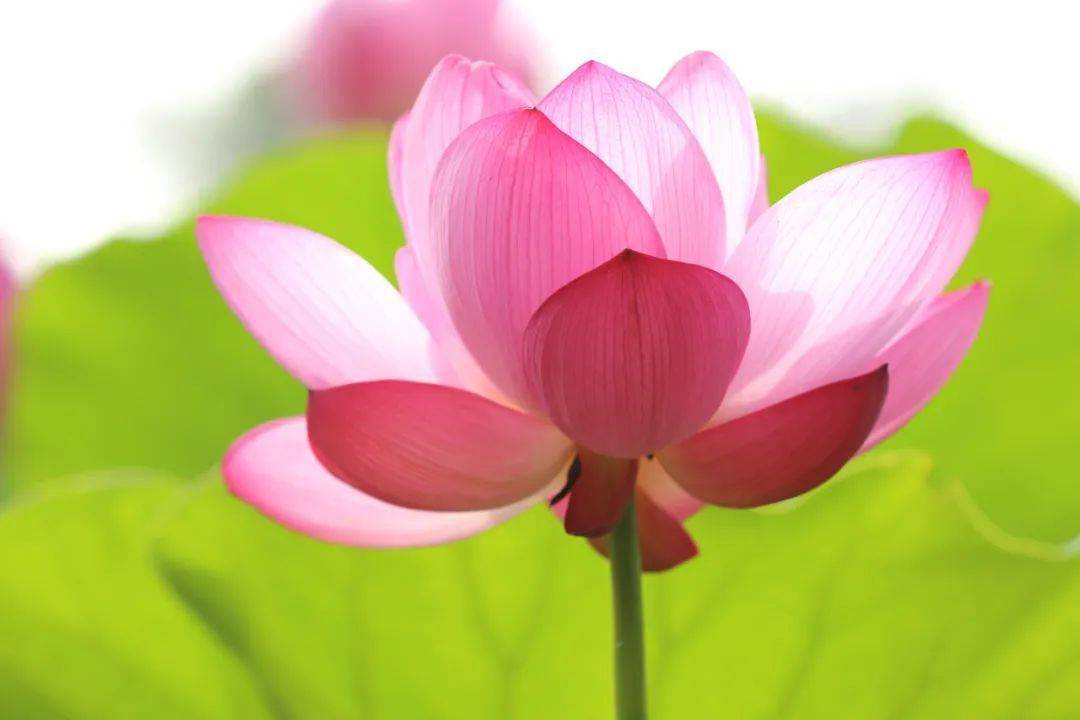 唤取玉人来共,一帘风.好维今夜与谁同.丝藕清如雪,橱纱薄似空.