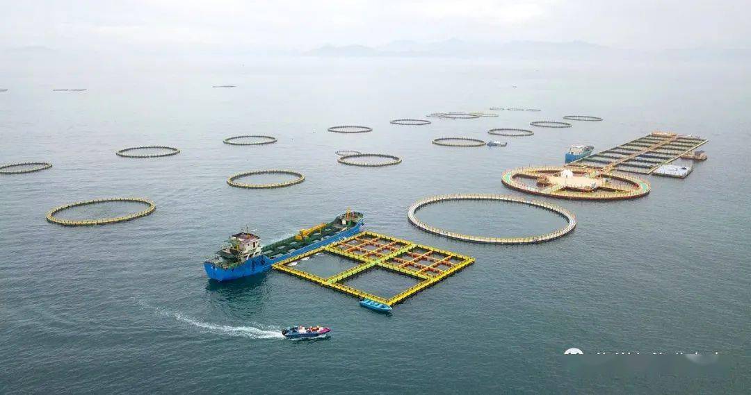 粤港澳深水网箱产业园:渔旅融合的现代化海洋牧场新样本_养殖_休闲