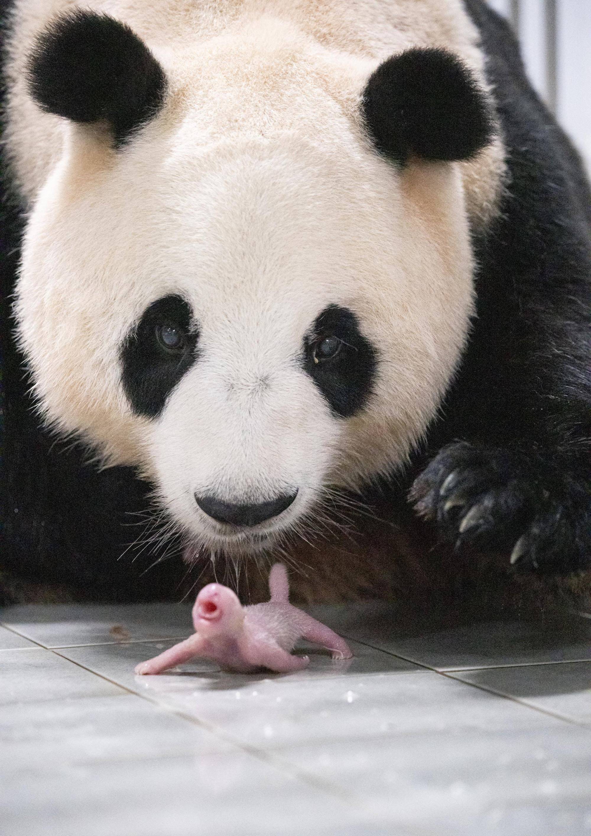 (国际)旅韩大熊猫顺利产下双胞胎幼崽