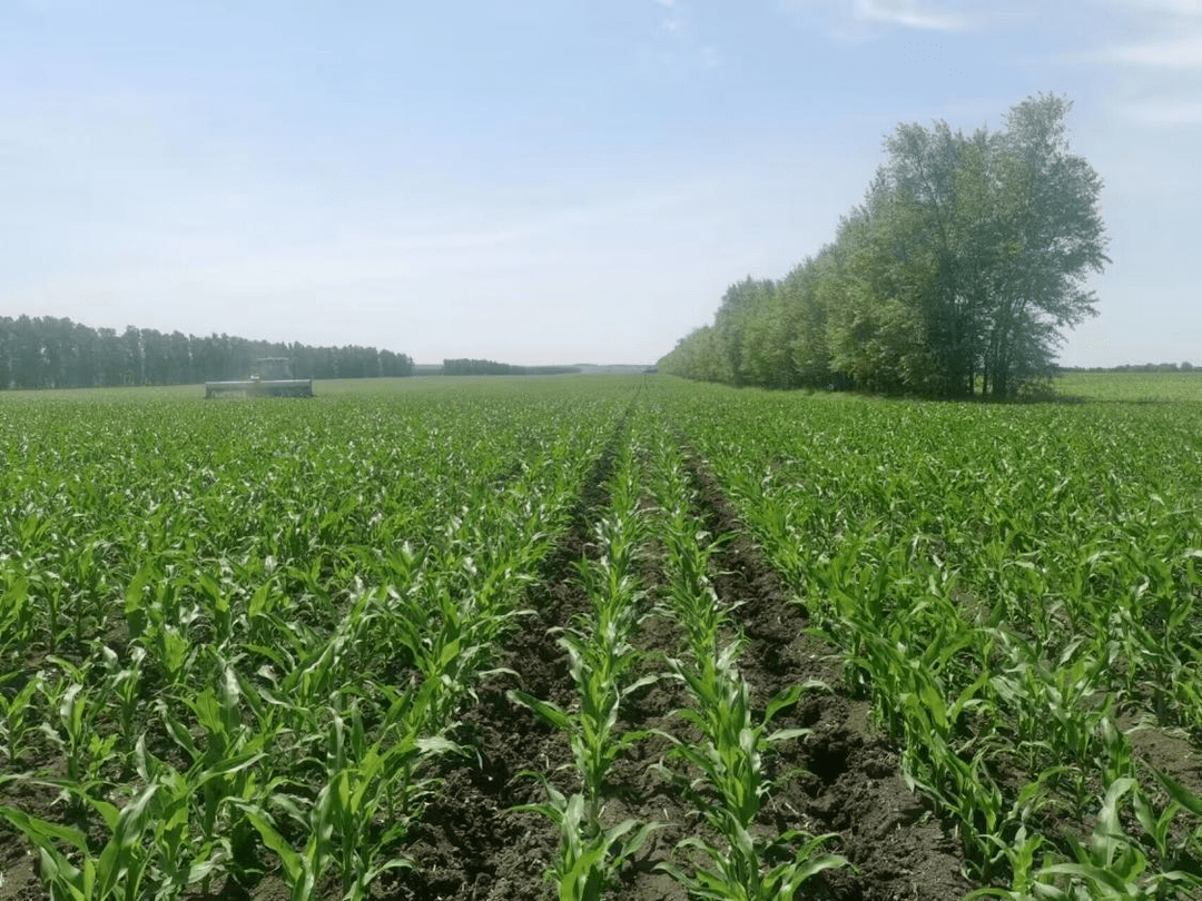 嫩北农场有限公司:万亩良田夏管忙_作业_土壤_进行