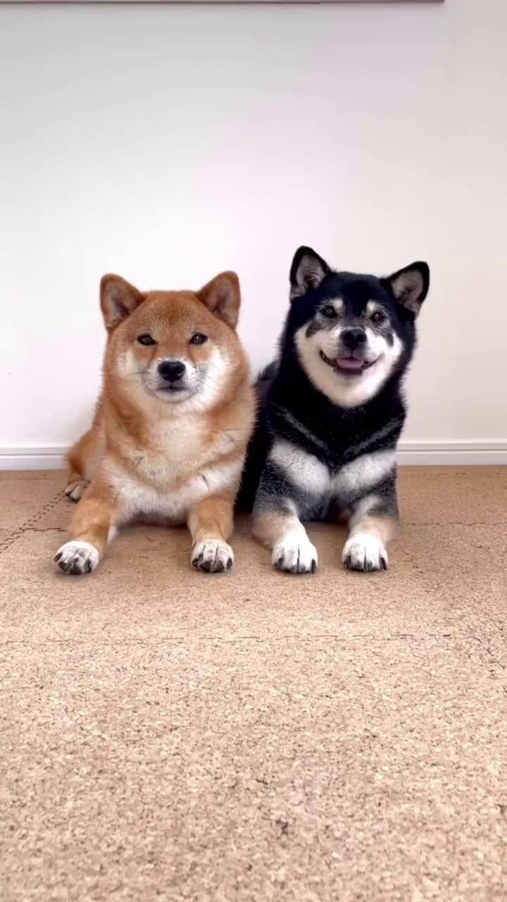 柴犬日常 柴犬鉴定 柴犬挑选 和冒险家一起不设限