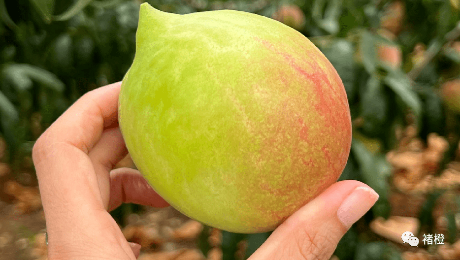 褚橙的新文案,人间至甜~_褚柑_水果_珍珠