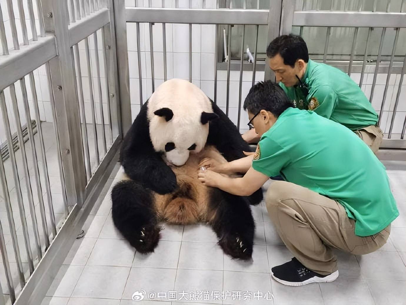 大熊猫华妮诞下双胞胎 将刚出生的宝宝叼嘴里-搜狐大视野-搜狐新闻