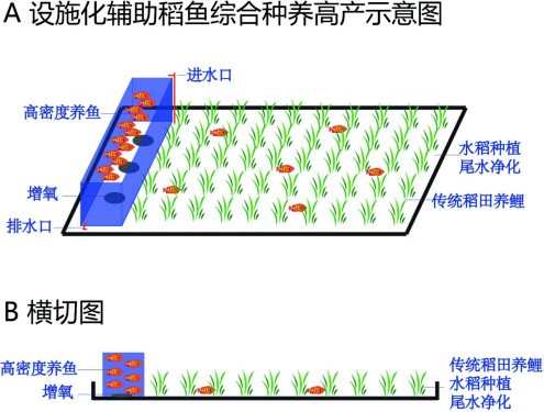 这种地方特色的新型稻田养鱼模式交出了怎样的答卷?