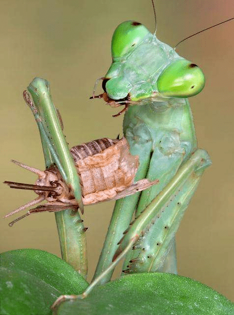 口器刺入对方身体,也有的长出特殊的捕食足来控制猎物……螳螂就属于