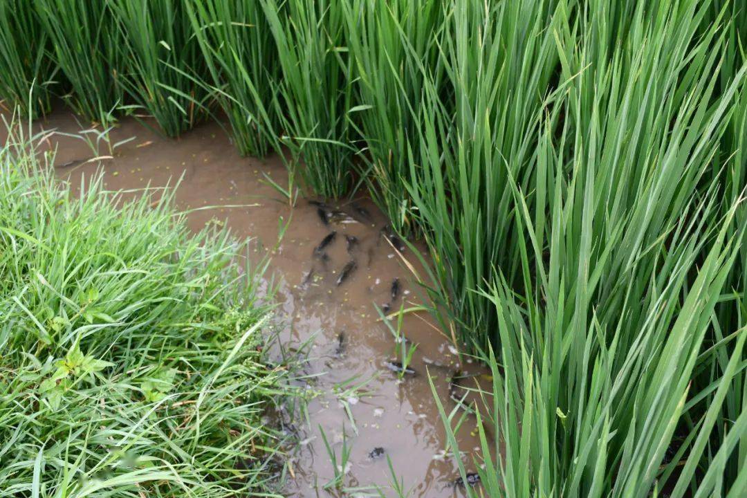 东川乌龙镇"稻鱼共生"促增收_稻田_种养_发展