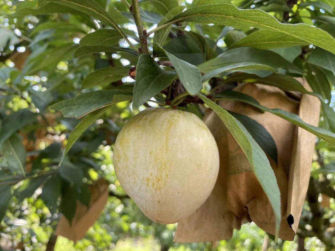 产地食材 ▎甜爽鲜脆的黄金奈李,千米高山种植,让味蕾享受自然的味道