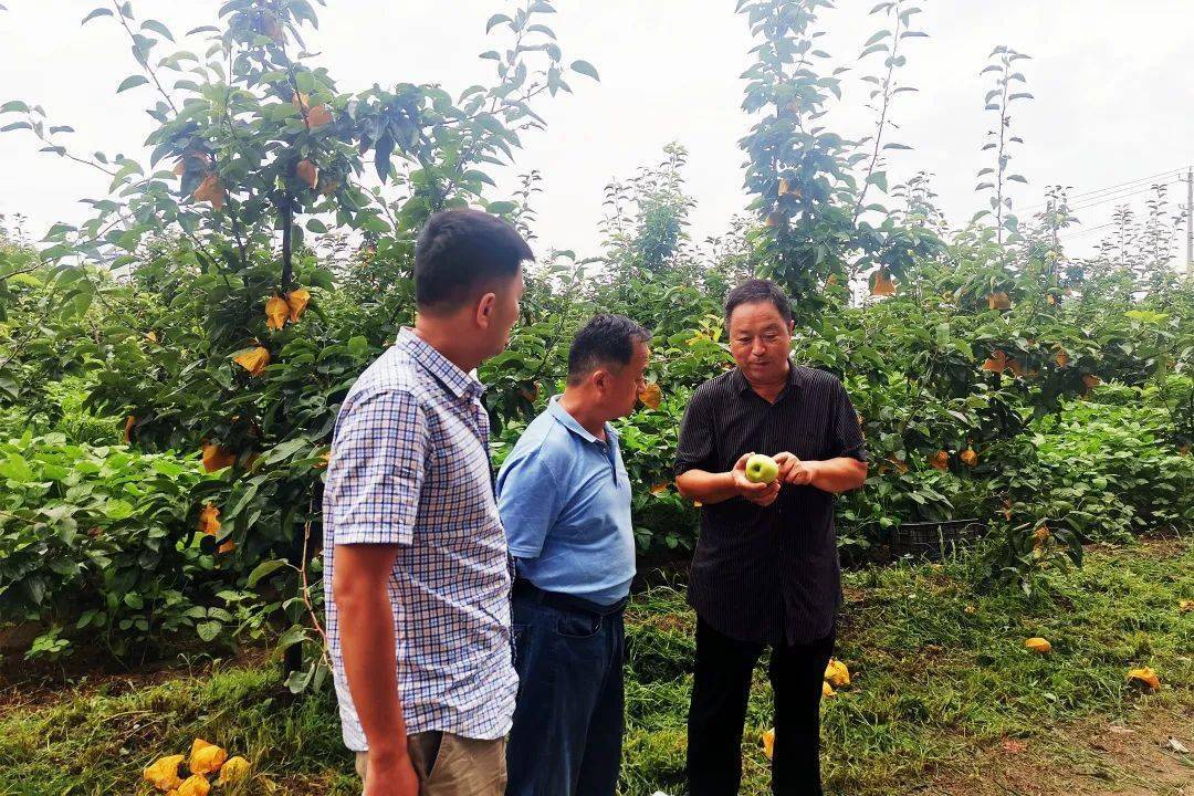 全省大赛,沛县一金一银_种植_鹿楼镇_银奖