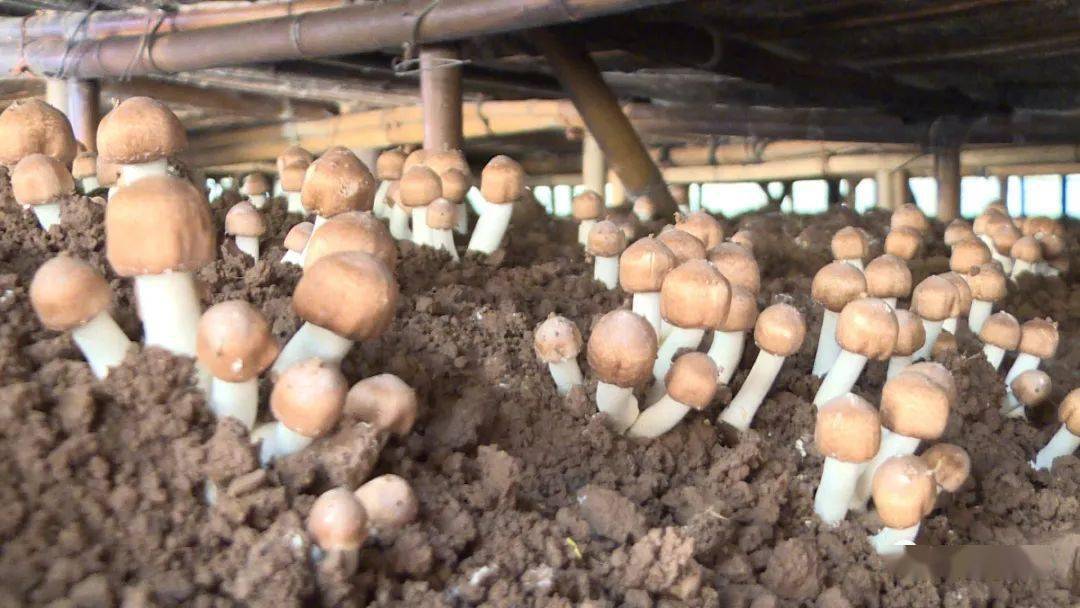 牟定人工种植食用菌历史悠久,有种植平菇,香菇,白参,金耳,银耳,羊肚菌