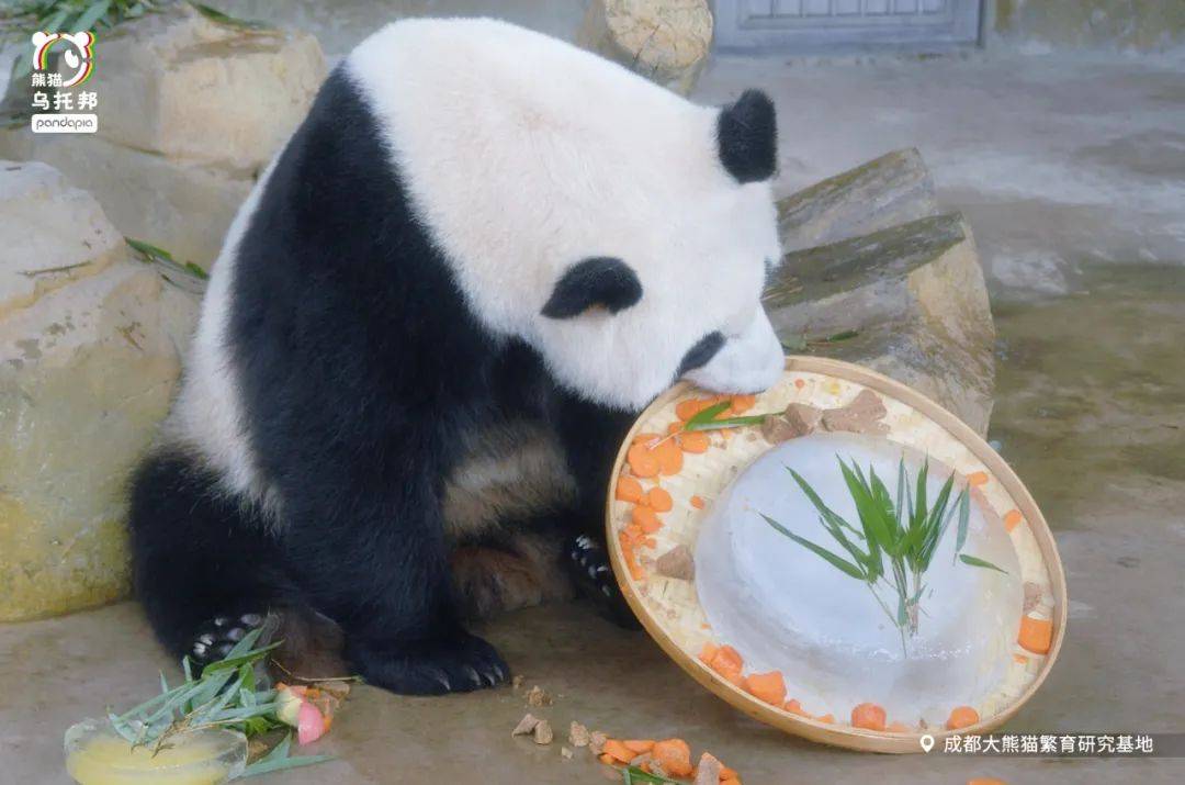 "优优"生日丨家有少女初长成,川航熊猫"优优"六岁啦!_视频_内容_微信