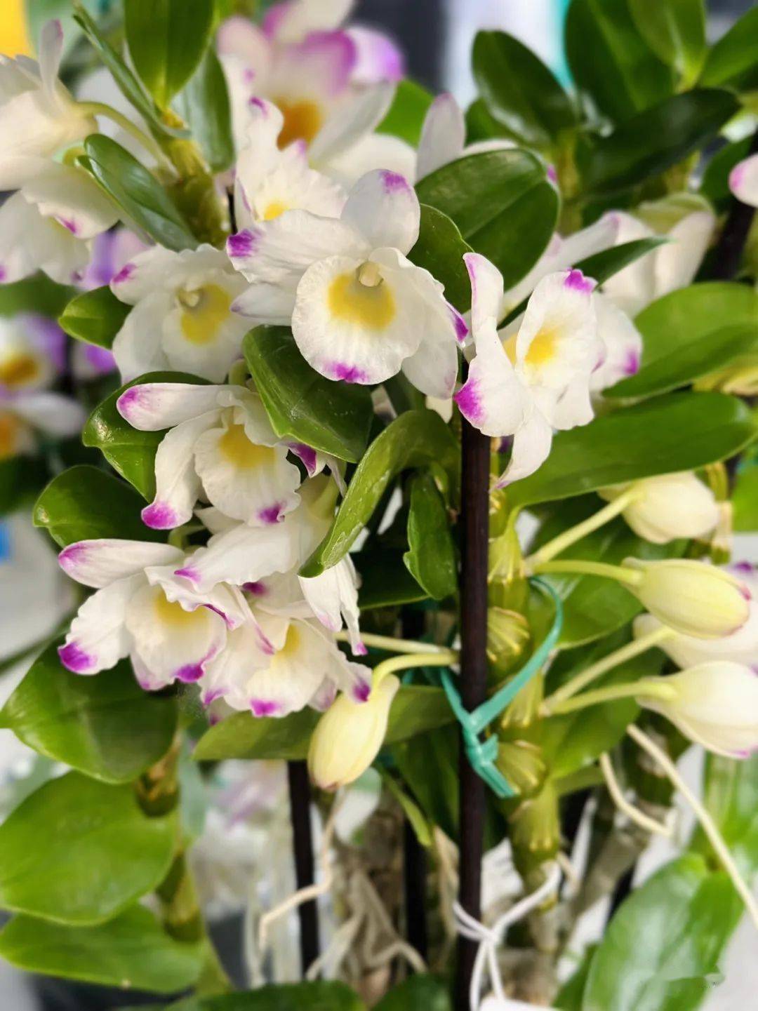 石斛_进行_价值_白色