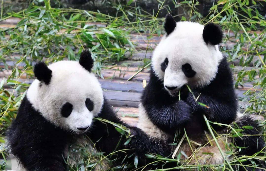 7月 九寨沟,黄龙景区,国宝大熊猫,都江堰,叠溪海子,松洲古城双飞五