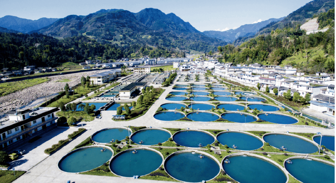 天全鱼子酱再登央视_天全县_消费_产品