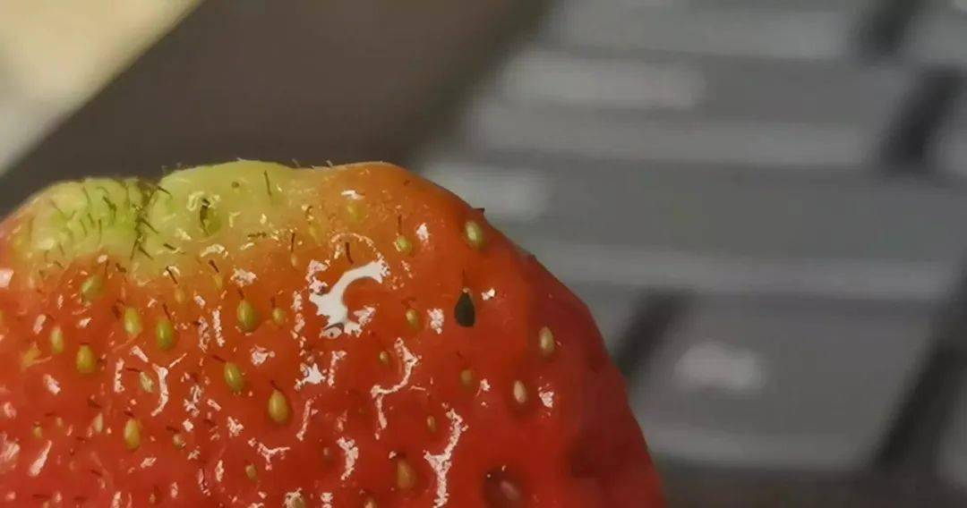 水果虫 来自搜狐网