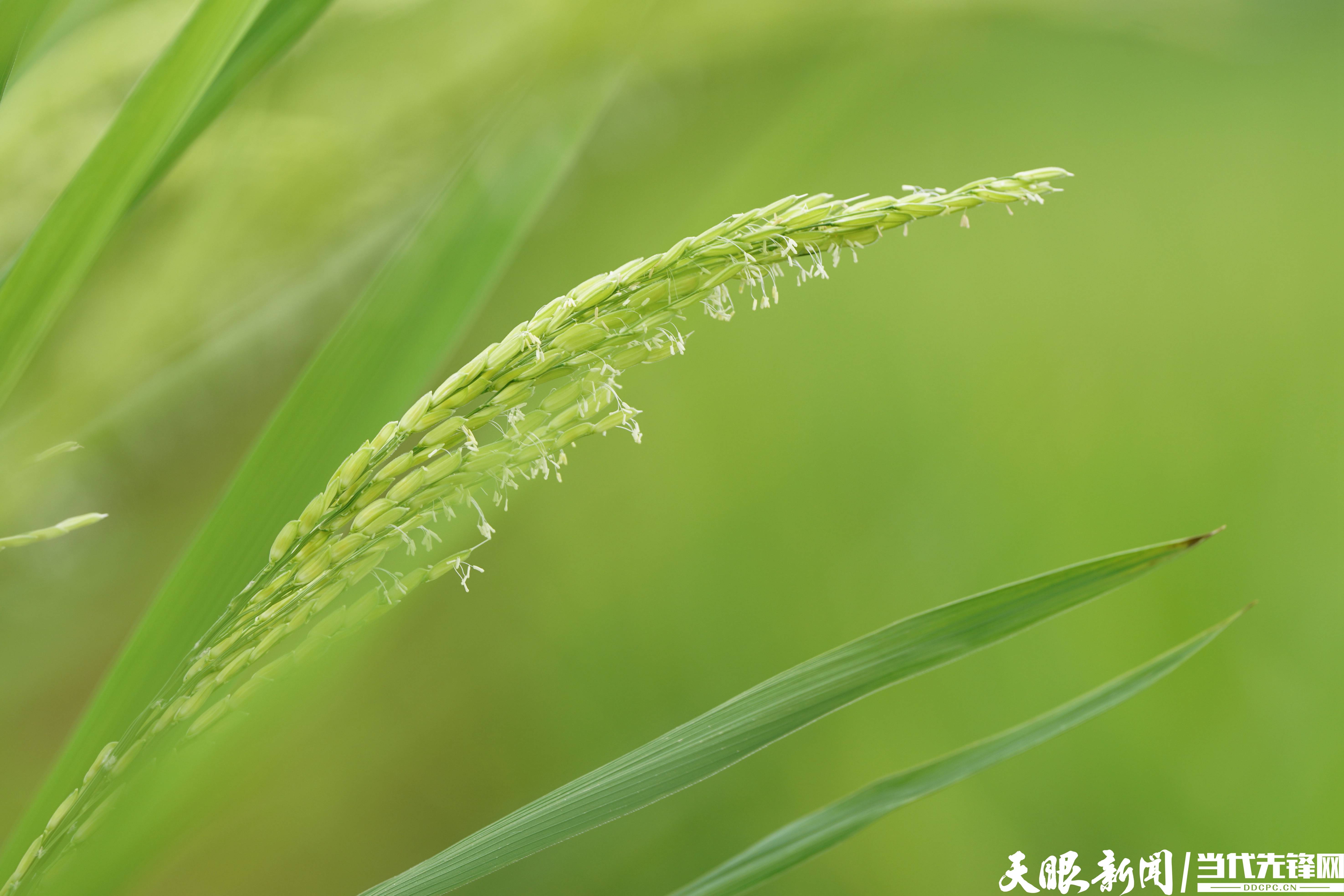 岑巩 制种水稻赶花授粉忙